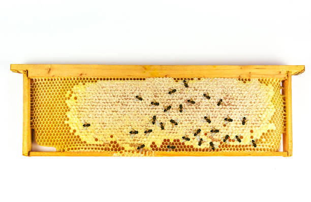 istock Honey Honeycomb close-up. honeycomb with bees background. 628197930