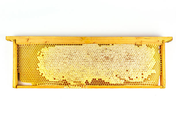 istock Honey bees Honeycomb close-up. 628207704