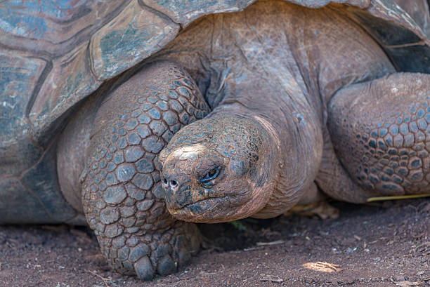 istock Galapagos Giant Tortoise giving the evil eye 628207804