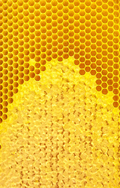 istock Honey  Honeycomb close-up 628207866
