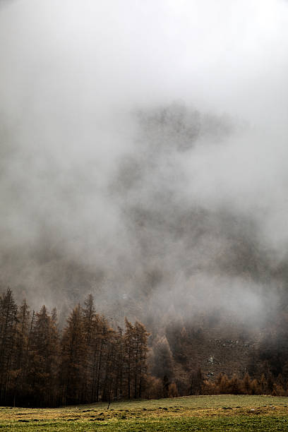 istock Winter scenery in mountain in the forest 628208536