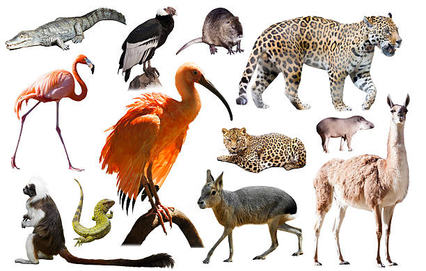 istock south america animals isolated 628208640