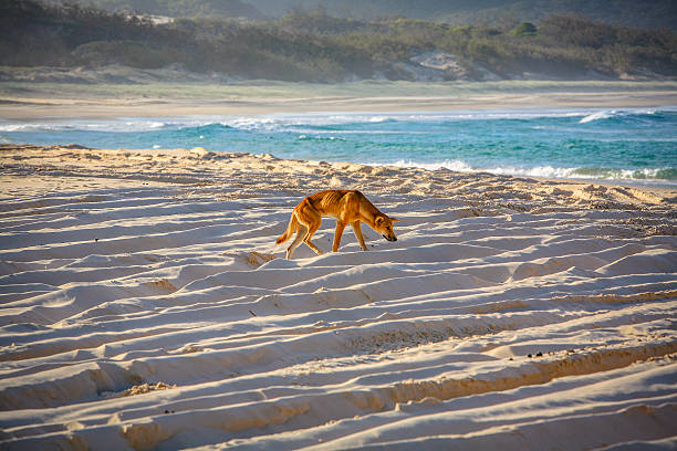 Dingo prowling beach on Fraser Island Dingo prowling beach on Fraser Island.  Wild dog following motor vehicle wheel ruts in soft white sand, ocean in background. Horizontal, copy space. fraser island stock pictures, royalty-free photos & images