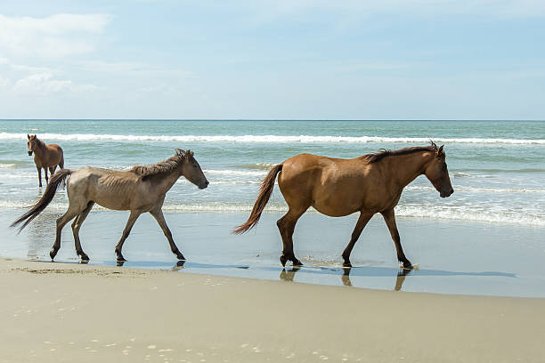 istock horse on the Tuaran beach, Sabah Borneo 628210536