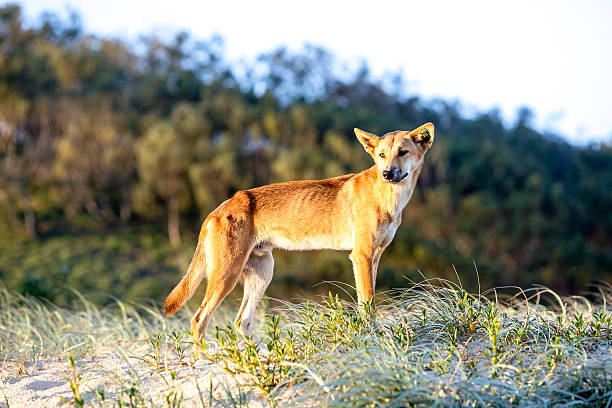 istock Alert dingo on sand dune at sunset, Fraser Island 628210724