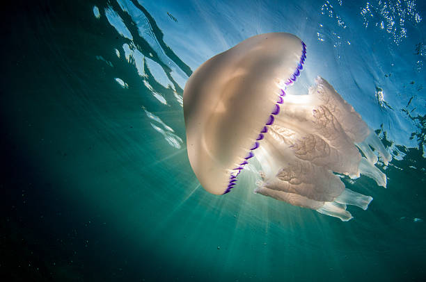 barrel jellyfish in Mediterranean Sea Barrel jellyfish (Rhizostoma pulmo ) in Mediterranean Sea jellyfish stock pictures, royalty-free photos & images