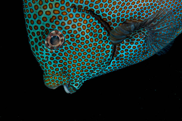 poisson-lapin à taches dorées à bali - nature macro reef animal photos et images de collection