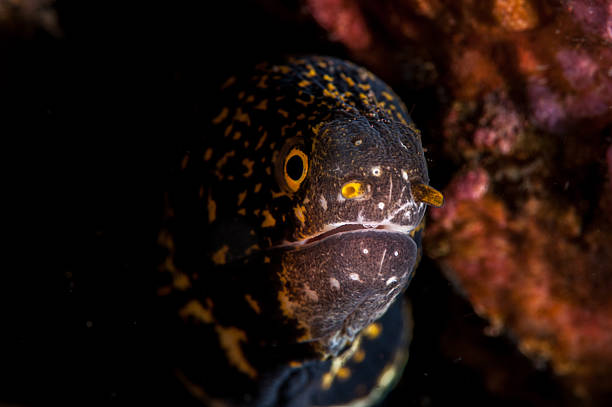 moray eel moray eel (Gymnothorax flavimarginatus) in Tulamben, bali yellow margined moray eel stock pictures, royalty-free photos & images