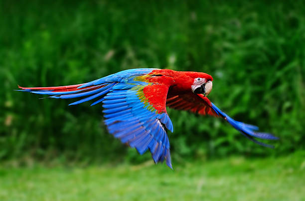 自然の中を飛ぶ緋色のコンゴウインコ - flying animal bird multi colored ストックフォトと画像