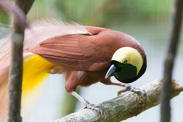 istock Bird of Paradise 628216742