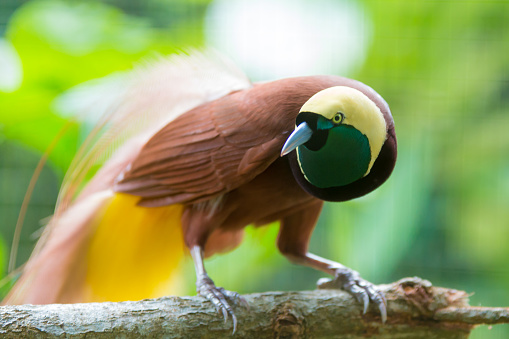 Lesser Bird of Paradise or Paradisaea minor. One Of the most exotic birds in Papua New Guinea.