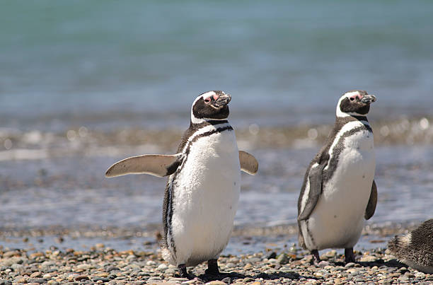 Penguin of Magellan Penguin of Magellan, Colony on Isla Penguino, off the Atlantic Coast of Patagonia, Puerto Deseado, Santa Cruz, Argentina, Shouth America. punta tombo stock pictures, royalty-free photos & images