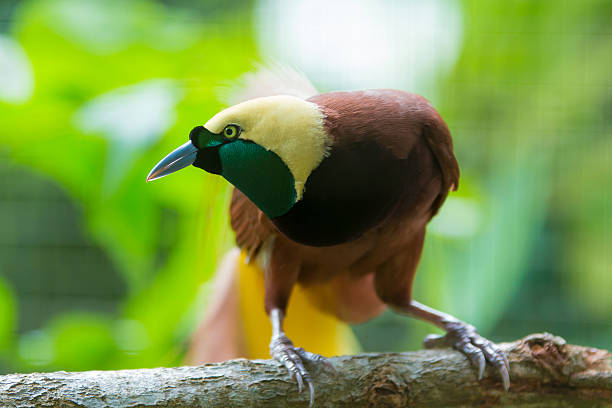 istock Bird of Paradise 628216904