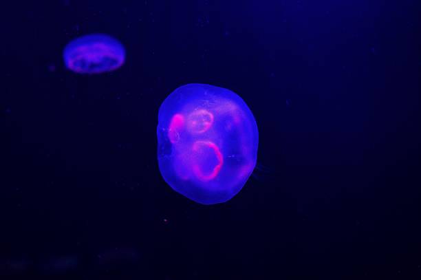 istock Dance of a cute jellyfish 628217462