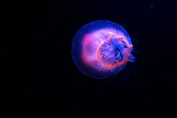 istock Dance of a cute jellyfish 628217502