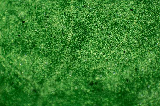 микроскопическое изображение листа - high scale magnification green selective focus horizontal стоковые фото и изображения