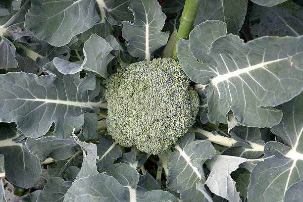 istock broccoli at organic farm Top view 628219394