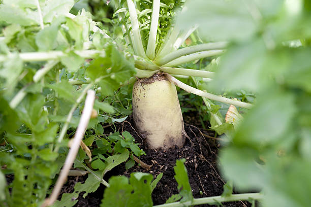 istock Fresh white radish in organic farm 628219522