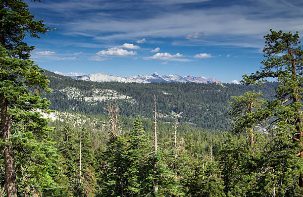 istock Forested Valley in Yosemite National Park 628219858