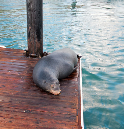 High quality stock photos of sea lions  in the Monterey Bay and Elkhorn Slough