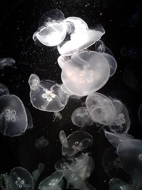 gelatina de pescado - jellyfish moon jellyfish underwater wildlife fotografías e imágenes de stock