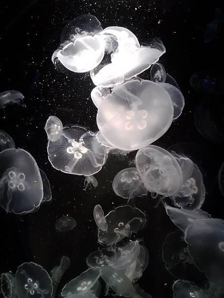 젤리 피시 - jellyfish moon jellyfish underwater wildlife 뉴스 사진 이미지