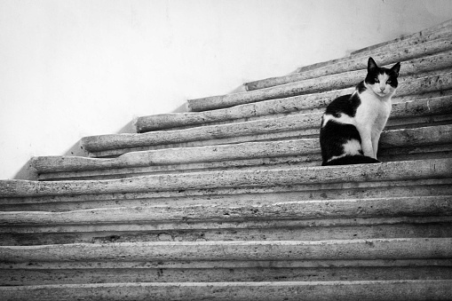 A street cat found in rome italy sitting on the stairs.