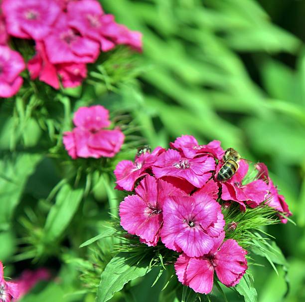 istock Honey Bee on a Pink Flower 628233474