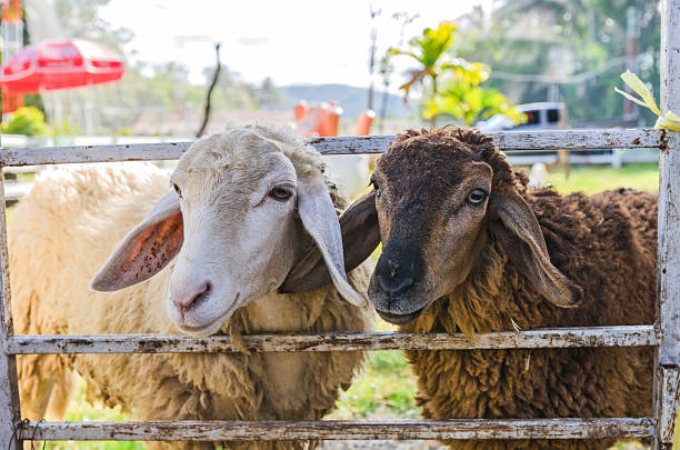 istock close-up of two sheep in farm 628234036