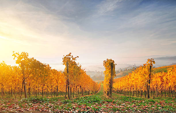 autumn vineyard, lit by warm early morning light - sunrise leaf brightly lit vibrant color imagens e fotografias de stock