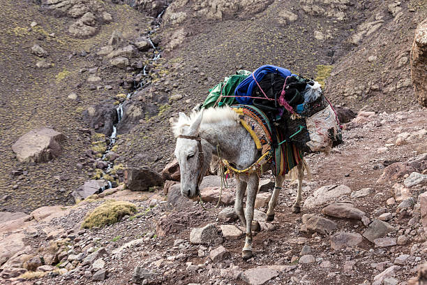 istock Lone mule carry baggage on a mountain slope 628245690