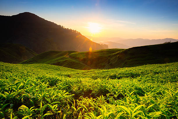 istock Tea plantation in Cameron highlands 628245748