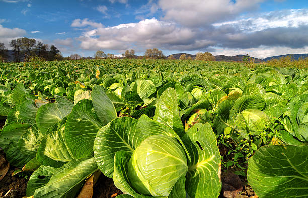 Cabbage field on a bright sunny day stock photo