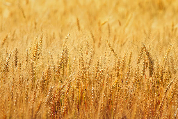 istock agricultural field with gold ears of wheat 628247304