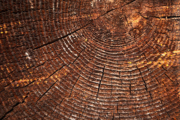 istock texture of dark wood. natural background. 628266042