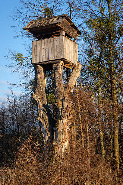 istock Hunting tree stand on the remains of a big tree 628277670