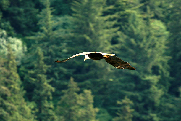 istock Juneau, Alaska, USA 628277716