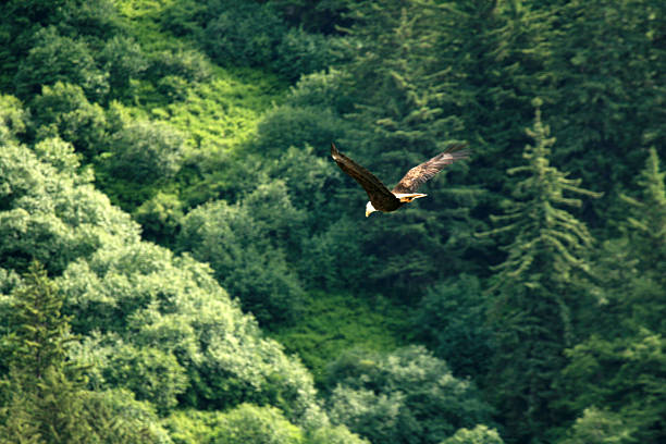 istock Juneau, Alaska, USA 628277756