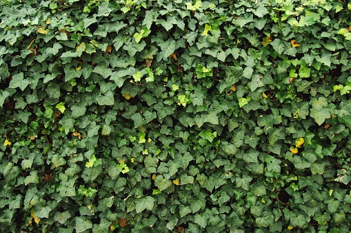 Ivy's Overgrown Wall