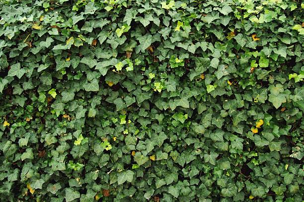 Wall and ivy Ivy's Overgrown Wall ivy stock pictures, royalty-free photos & images