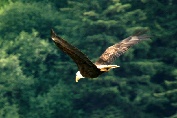 istock Juneau, Alaska, USA 628278262