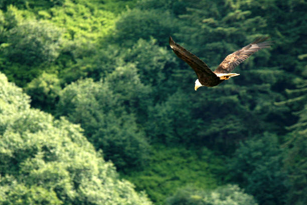 istock Juneau, Alaska, USA 628278316