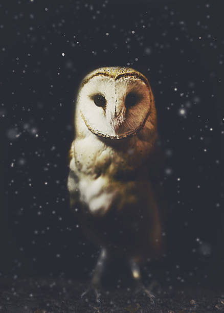 Barn owl winter portrait with snow background