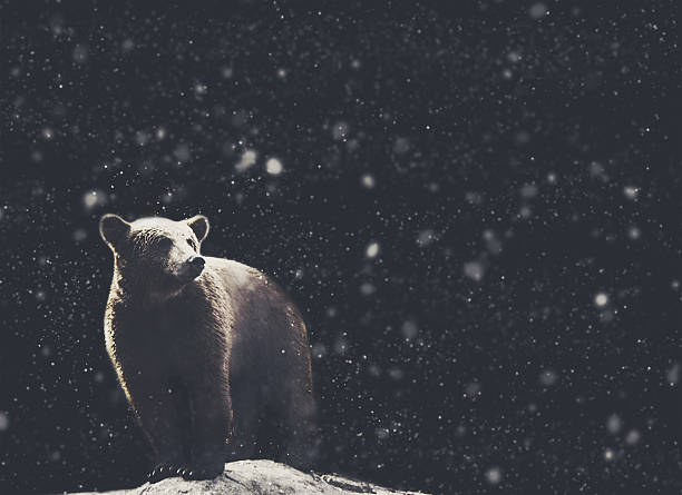 istock Bear winter portrait with  snow on the background 628278478
