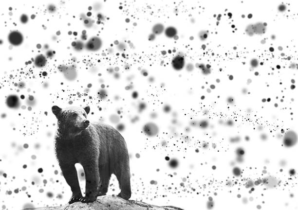 Bear portrait with black snow or ashes on the background