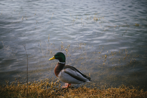 Ducks at the shore