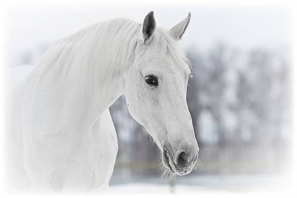 A white horse with a long silver mane standing in a sunlit field during golden hour. The warm tones of the sunset illuminate the animal’s back and surroundings, creating a peaceful and dreamy atmosphere in the Anatolian countryside. Captured with shallow depth of field and cinematic warm color tones.