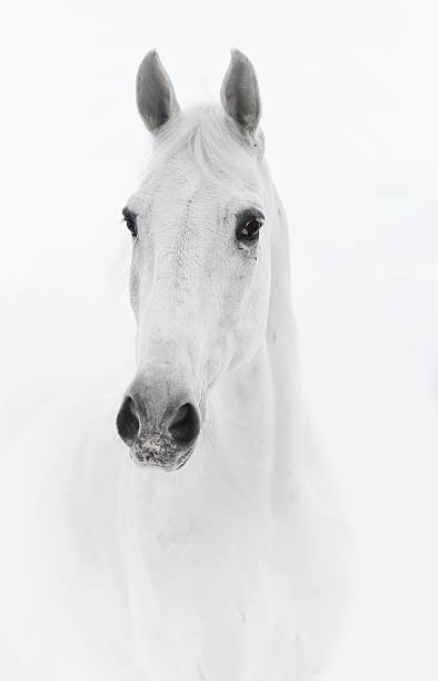 White Horse in Snowy Field - Holiday Background