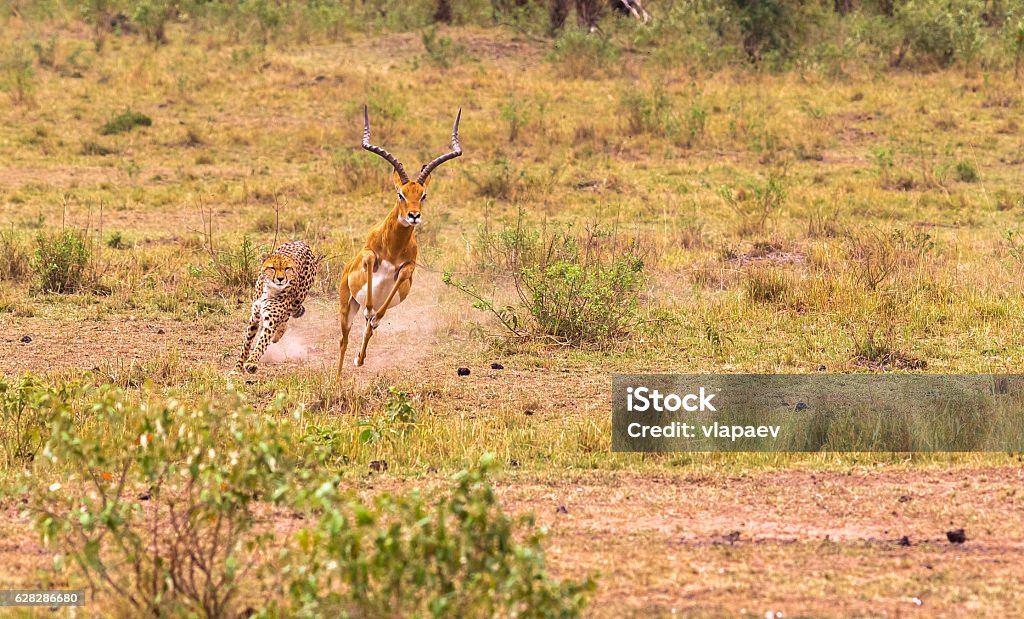 Hunting cheetah in the savannah. Masai Mara, Kenya Hunting cheetah. Masai Mara, Kenya Chasing Stock Photo