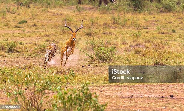 Hunting Cheetah In The Savannah Masai Mara Kenya Stock Photo - Download Image Now - Chasing, Pursuit - Concept, Animal